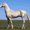 Ақалтеке (Akhal-Teke)