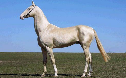 Ақалтеке (Akhal-Teke)