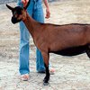 Альпілік таукиік ешкі тұқымы (Chamois Colored Goats)