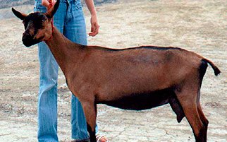 Альпийская серна порода коз (Chamois Colored Goats)