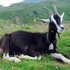 Альпийская порода коз (Alpine breed)