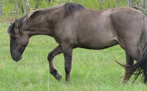 Соррайа (Sorraia horse)