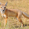 Американдық қарсақ (Vulpes velox)