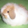 Американдық Фуззи Лоп (American Fuzzy Lop)