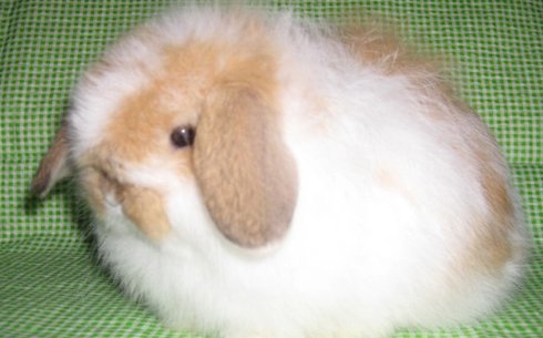 Американский Фуззи Лоп (American Fuzzy Lop)