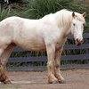 Американская упряжная (кремовая) (American cream horse)