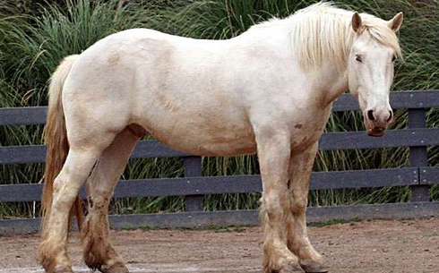 Американдық жегін ат (ақсары) (American cream horse)