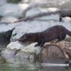 Американдық (American mink breed)