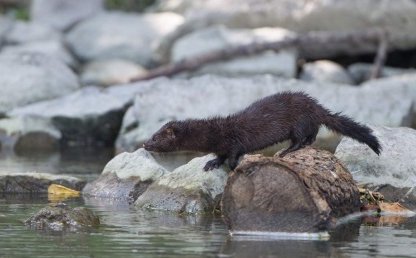 Американская (American mink breed)