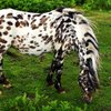 Американдық мініс пониі (American riding pony)