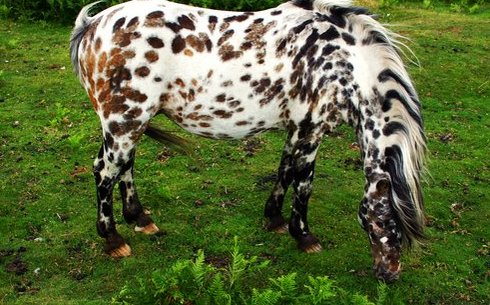 Американский верховой пони (American riding pony)