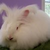 Алып Ангор қояны (Angora Giant)