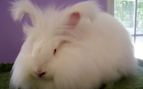 Алып Ангор қояны (Angora Giant)