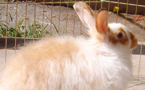 Ангорский Сатин (Angora Satin)