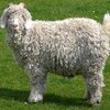 Ангорская порода коз (Angora)