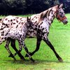 Аппалуза (Appaloosa)