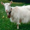 Аппенцелль ешкі тұқымы (Appenzell Goats)