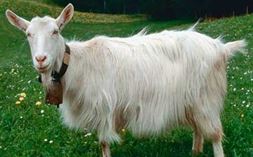 Аппенцелльская порода коз (Appenzell Goats)