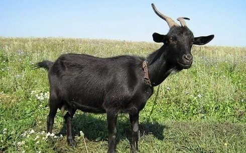 Арабская порода коз (Arabe)