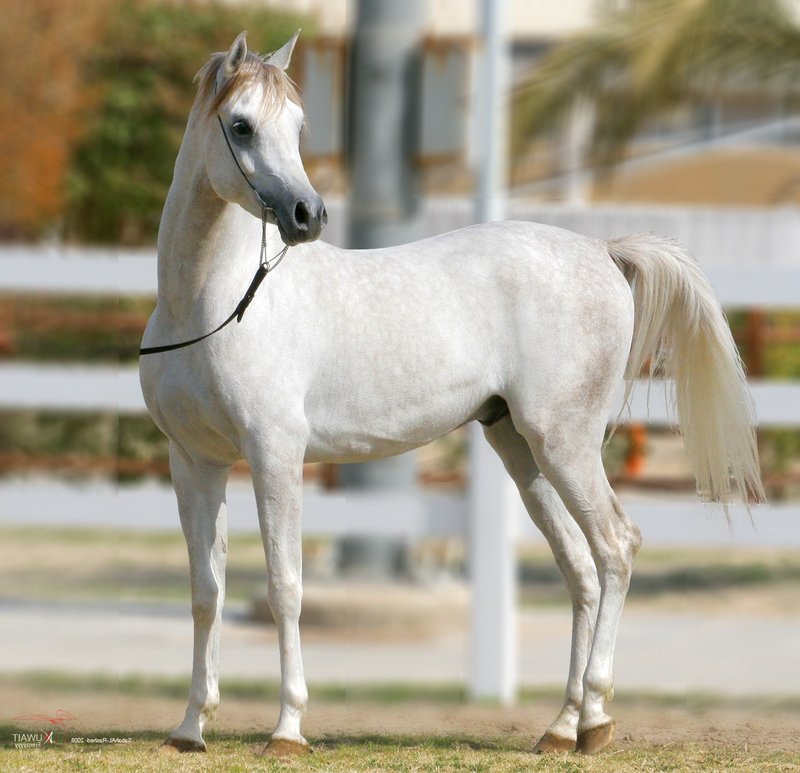 Arabian Thoroughbred