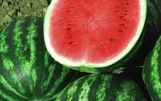 Арбуз сорт Синчевский