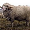 Асканийская тонкорунная порода овец (Askanic subtle)
