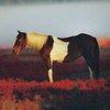 Ассатег (Чинкотег) (Assateg)