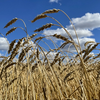 Пшеница сорта Астана