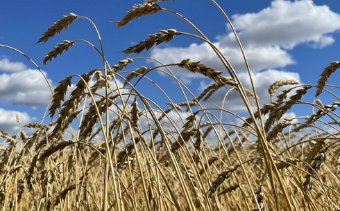 Пшеница сорта Астана