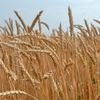 Пшеница сорта Астана 2