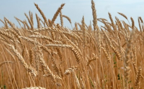 Пшеница сорта Астана 2