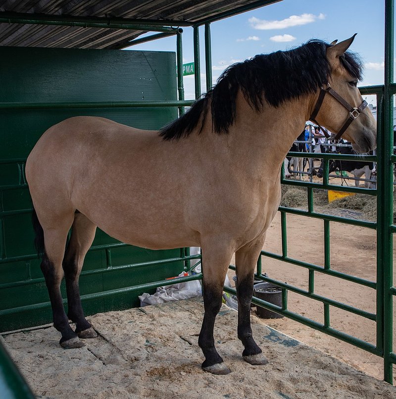 Astra,_Belarusian_harness_horse_2