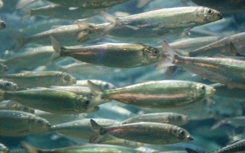 Атлантическая сельдь (Atlantic herring)