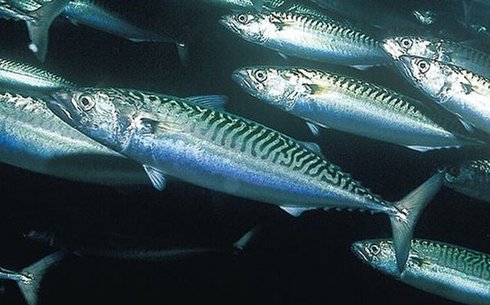 Атлантическая скумбрия (Atlantic mackerel)