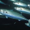 Атлантикалық скумбрия (Atlantic mackerel)