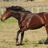 Австралиялық бақташы (Australian stock horse)