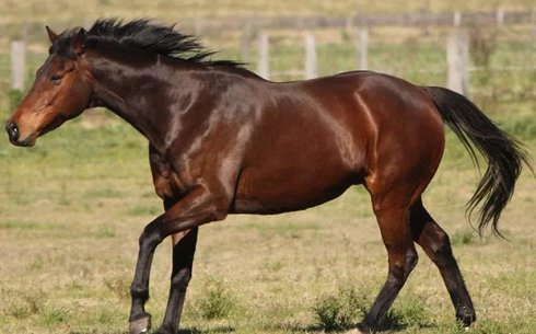 Австралиялық бақташы (Australian stock horse)