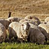 Австралийский меринос порода овец (Australian Merino)
