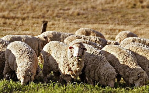 Австралийский меринос порода овец (Australian Merino)