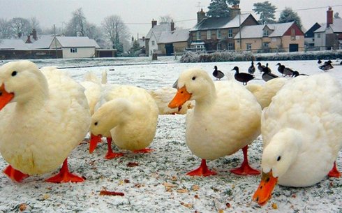 Эйльсбюри (Aylesbury)