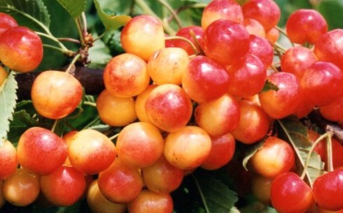 Черешня сорт Бюттнера красная