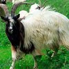 Багот ешкі тұқымы (Bagot Goats)