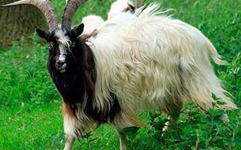 Багот ешкі тұқымы (Bagot Goats)