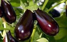 Баклажан сорт Альмалик