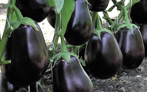 Баклажан сорт Клоринда