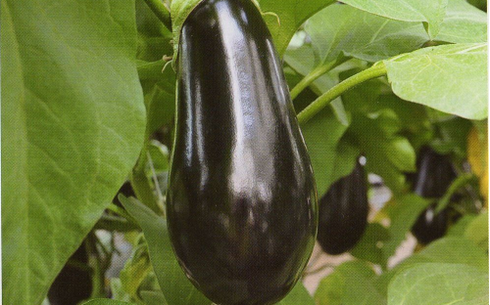 Баклажан сорт Шарапова