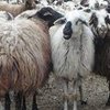 Балбас порода овец (Balbas)