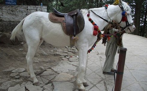 Белуджистанская (Baluchi Horse)