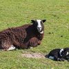 Балвен порода овец (Balwen)