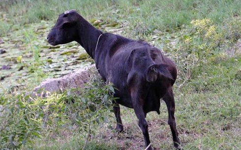 Бангладеш ешкі тұқымы (Bangladeshi breed)